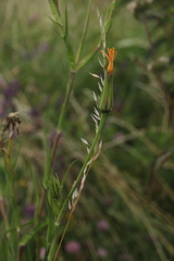 Tragopogon orientalis