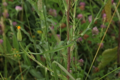 Tragopogon orientalis