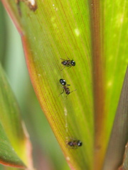 Dolichoderus sibiricus