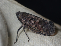 Penthicodes pulchellus