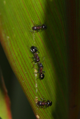 Dolichoderus sibiricus