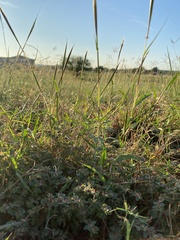 Dichanthium