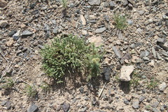 Anabasis brevifolia