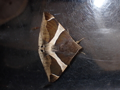 Bastilla crameri