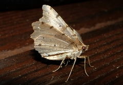 Chalastra pellurgata