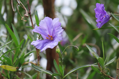 Solanum linearifolium