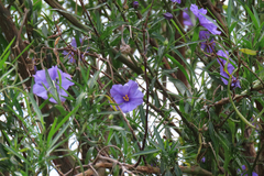 Solanum linearifolium