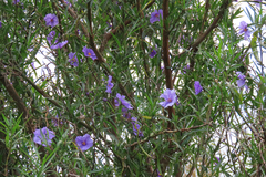 Solanum linearifolium
