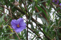 Solanum linearifolium