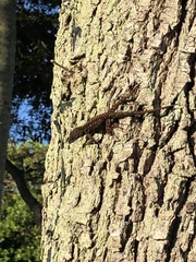 Anolis sagrei