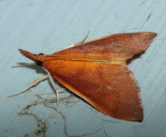 Udea daiclesalis