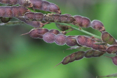 Tadehagi triquetrum