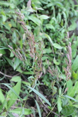 Tadehagi triquetrum
