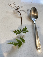 Alectryon excelsus excelsus