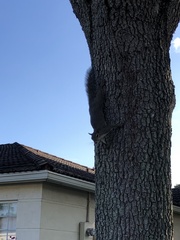 Sciurus carolinensis