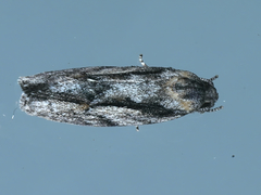 Agriophara leptosemela