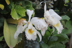 Cattleya trianae