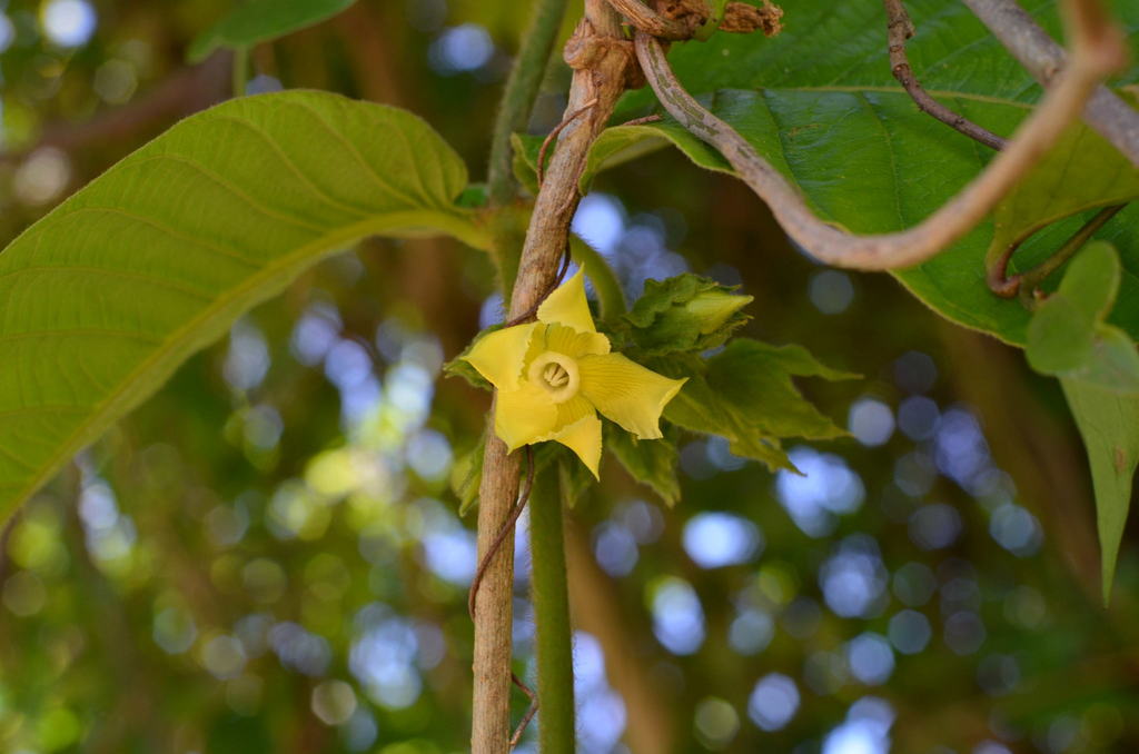Prestonia calycina