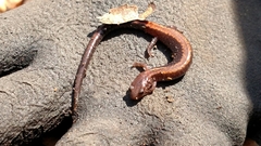 Plethodon cinereus