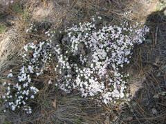Phlox austromontana
