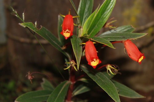 Seemannia sylvatica