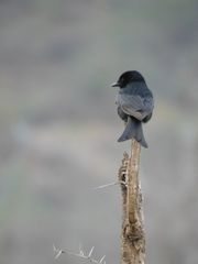 Dicrurus adsimilis fugax