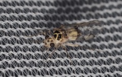 Teliapsocus conterminus