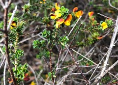 Pultenaea densifolia