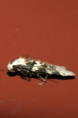 Izatha epiphanes