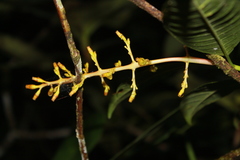 Palicourea padifolia