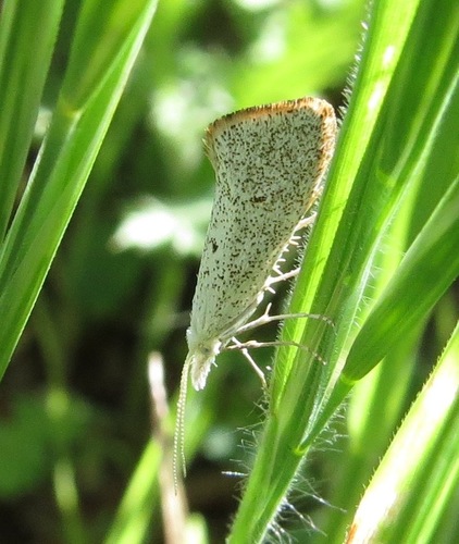 iNaturalist observation photo of Plutellidae