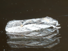 Agriophara leptosemela