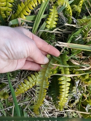 Blechnum durum