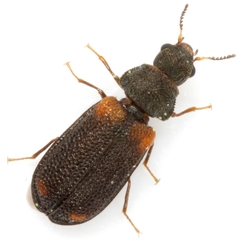Melyrodes basalis