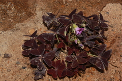 Oxalis triangularis