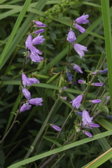 Campanula bononiensis