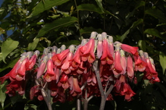 Kalanchoe × houghtonii