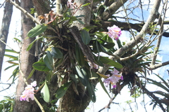 Cattleya trianae