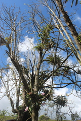 Phyllanthus acidus
