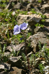 Polemonium pulchellum