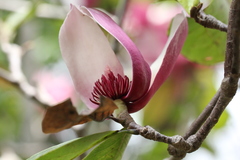 Magnolia × soulangeana