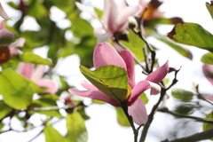 Magnolia × soulangeana