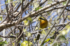 Telophorus olivaceus