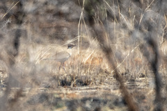 Rhinoptilus chalcopterus
