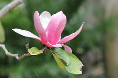 Magnolia × soulangeana