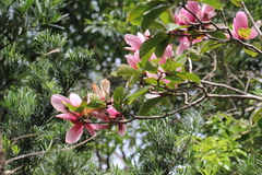 Magnolia × soulangeana