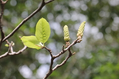Magnolia × soulangeana