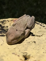 Osteopilus septentrionalis