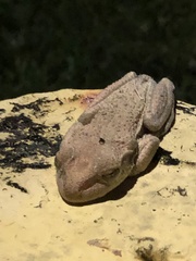 Osteopilus septentrionalis