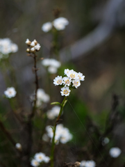 Ixodia achillaeoides